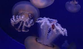 Cala Gonone Akvarium