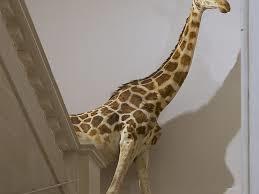 Muséum d'Histoire Naturelle de La Rochelle