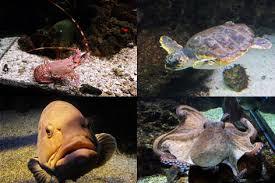 Santa Pola Kommunale Akvarium