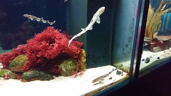 Nationalpark-Haus Sankt Peter-Ording