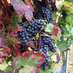 Eiscafe Piccolo Mondo