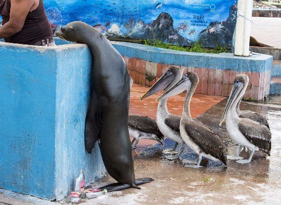 Santa Cruz Fish Market