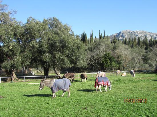 Corfu Donkey Rescue