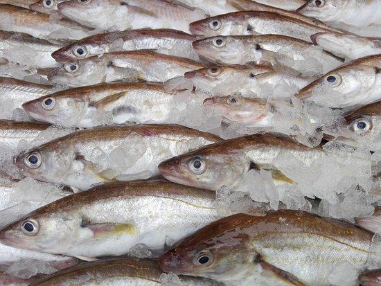 Viscircus Gebr. Koning