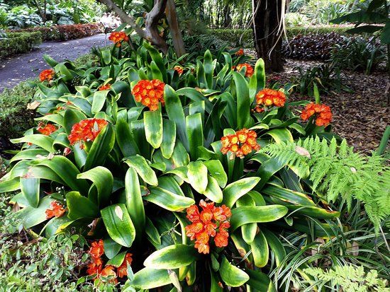 Botaniske have i La Orotava