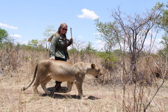 Lion Encounter