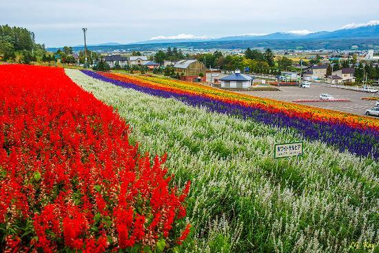 Choei Lavender Farm