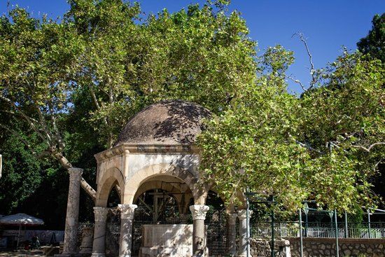 Hippokrateses platantræ