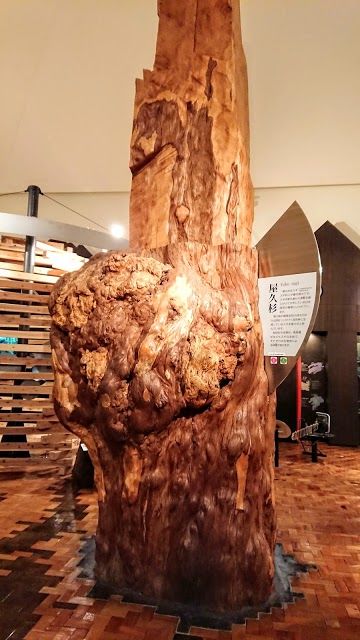 Yakusugi Naturmuseum