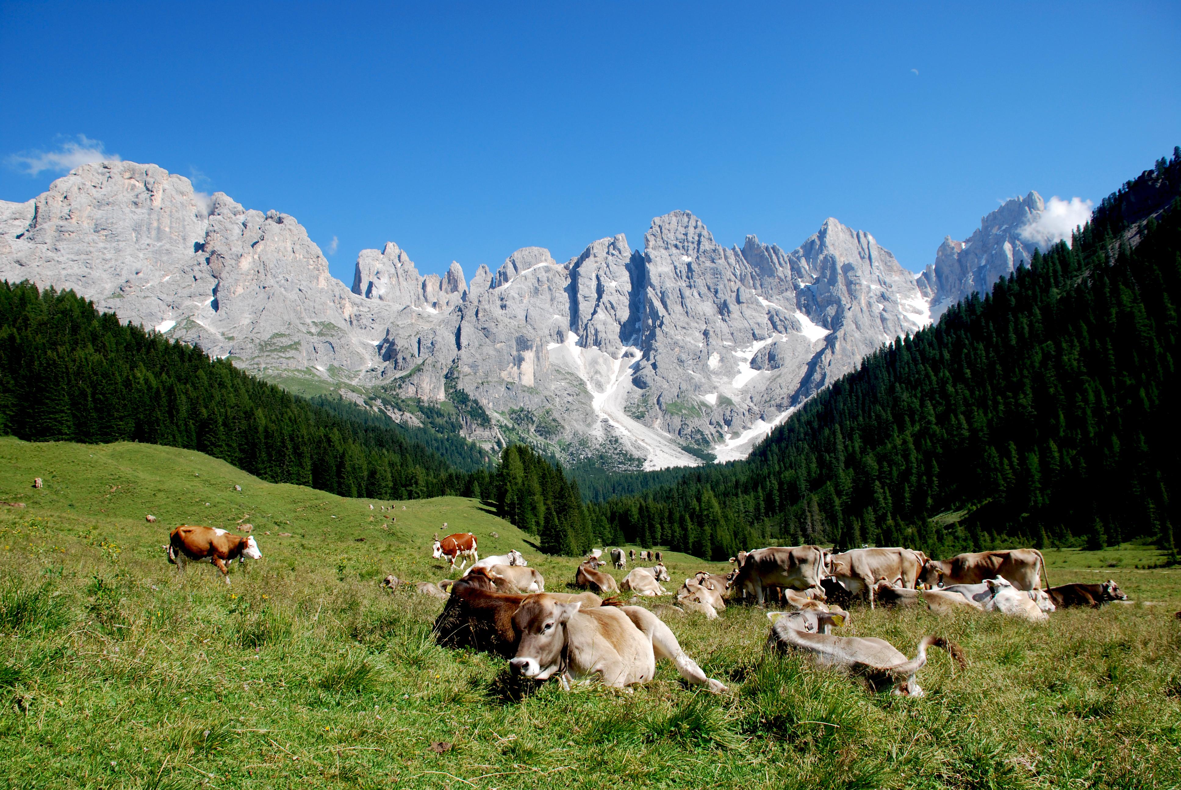 Paneveggio Pale di San Martino