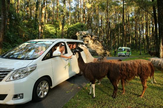 Taman Safari Prigen