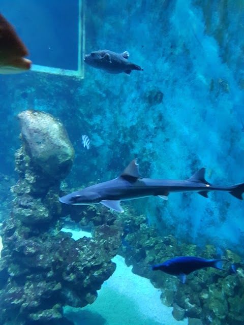 Aquarium de la Réunion