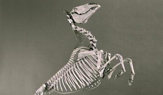 Collezione di Anatomia degli Animali Domestici