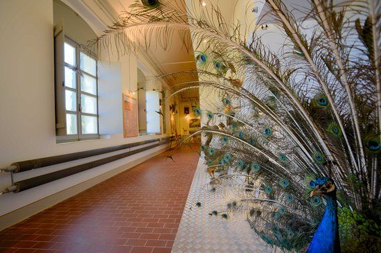 Museo di Storia Naturale