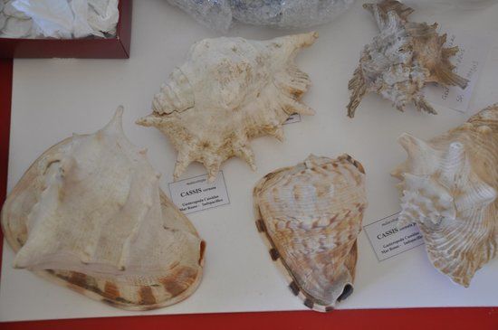 Campania Mineralogisk Museum