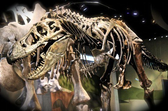 Perot Museum of Nature & Science