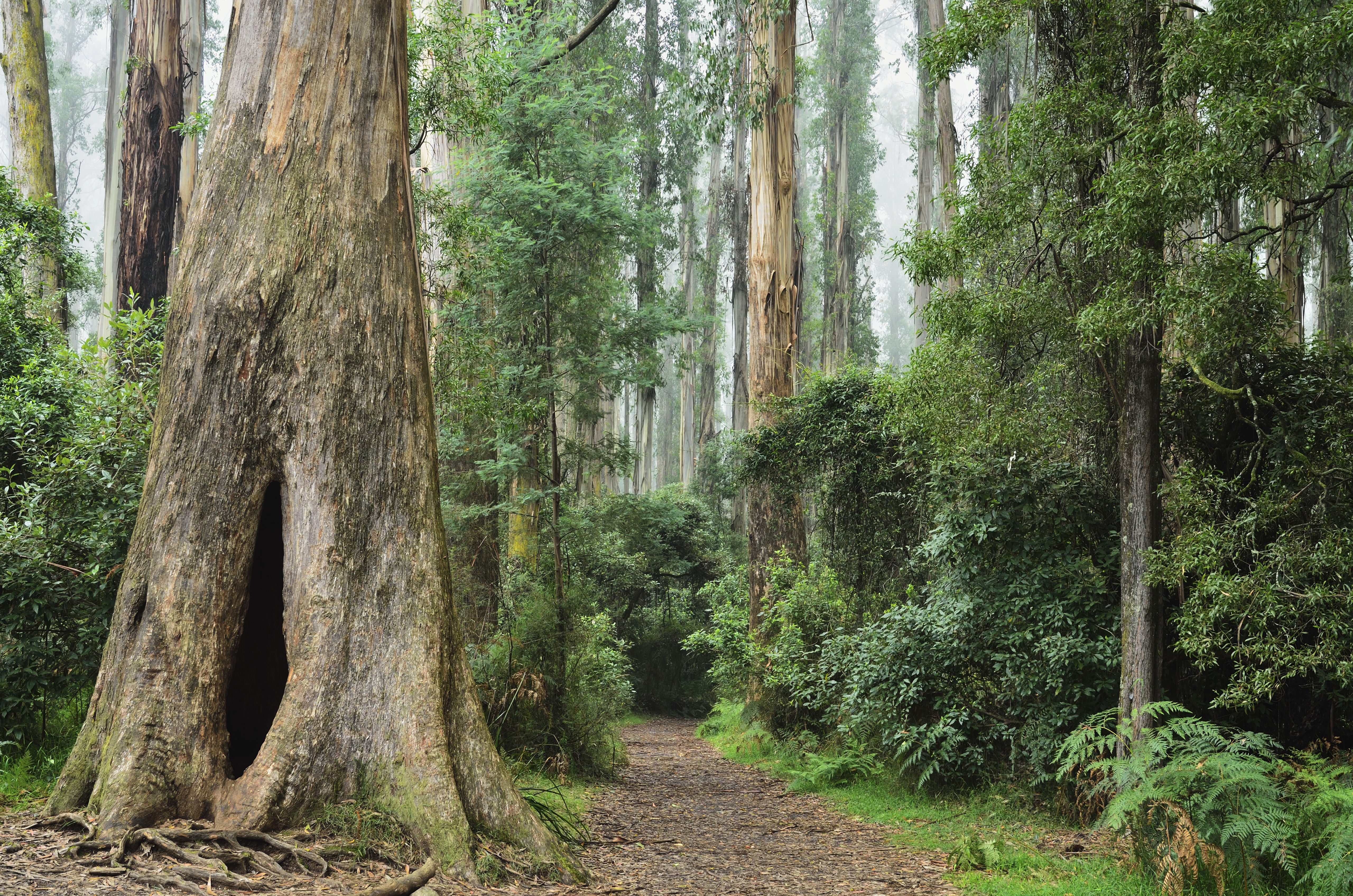 Dandenong Ranges Nationalpark