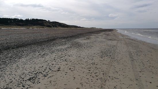 Svinkløv Klitplantage