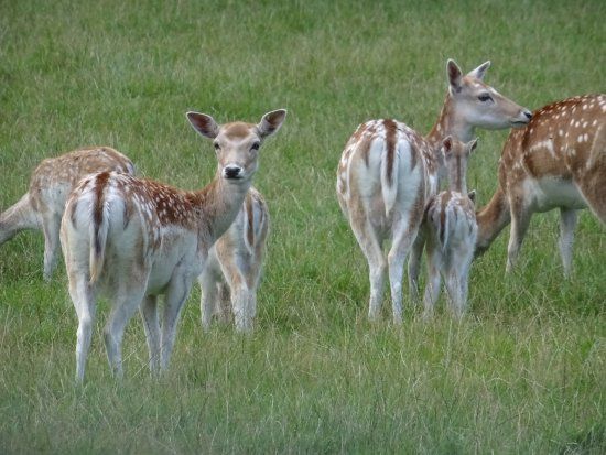 Hertenkamp Villapark Berkeloord