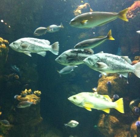 Californien Academy of Sciences