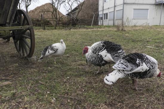 Dahlem Museumskompleks