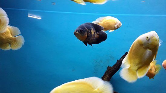 Bangalore Akvarium