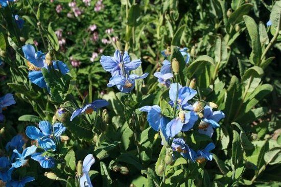 Akureyri Botanisk Have