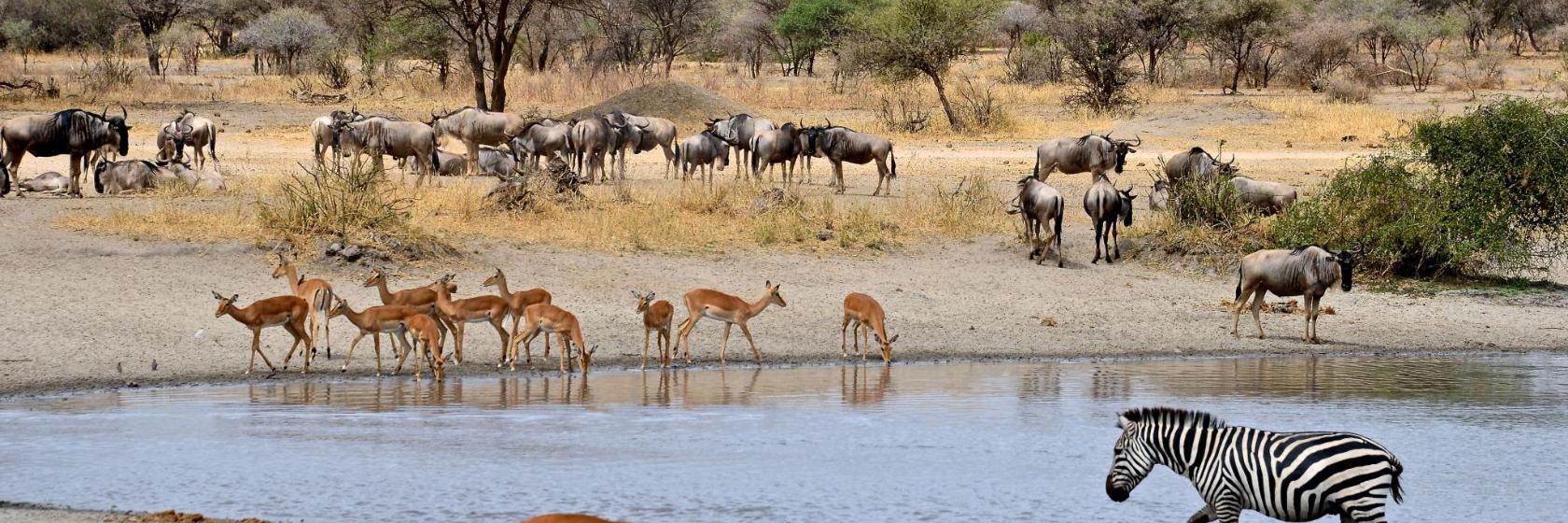 Paul Kruger Nationalpark