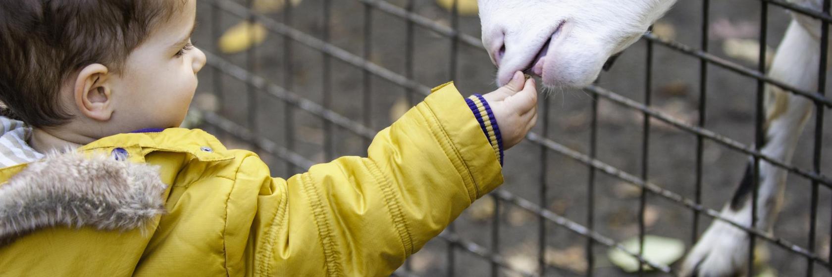 Beograd Zoologiske Have