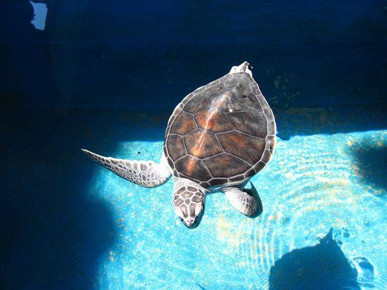 Det nationale mexicanske skildpaddecenter